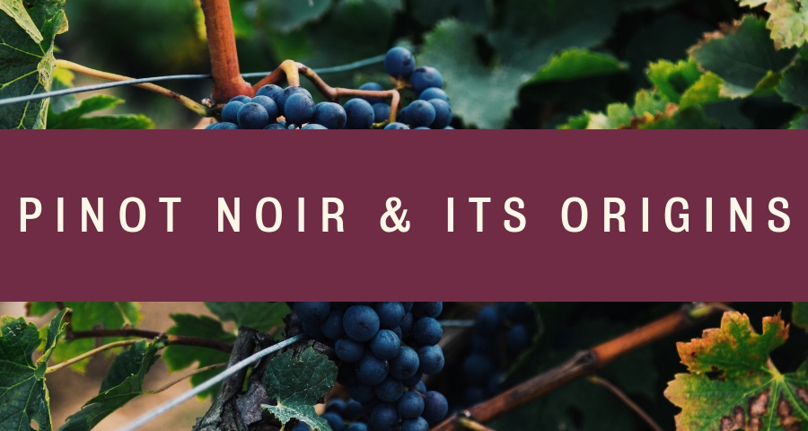 All About The Pinot Noir Grape
