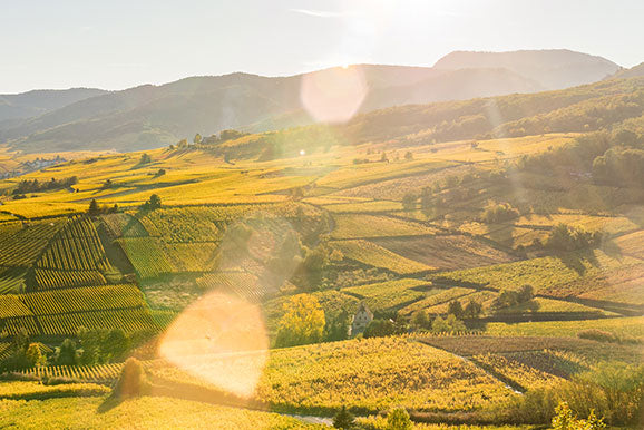 Alsace French Wine Region - Pierre Hourlier Wines