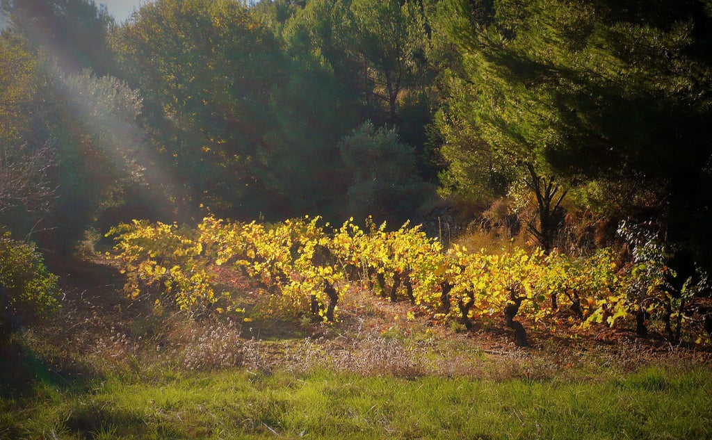 Happy Languedoc Day! The Home of Creativity and Diversity