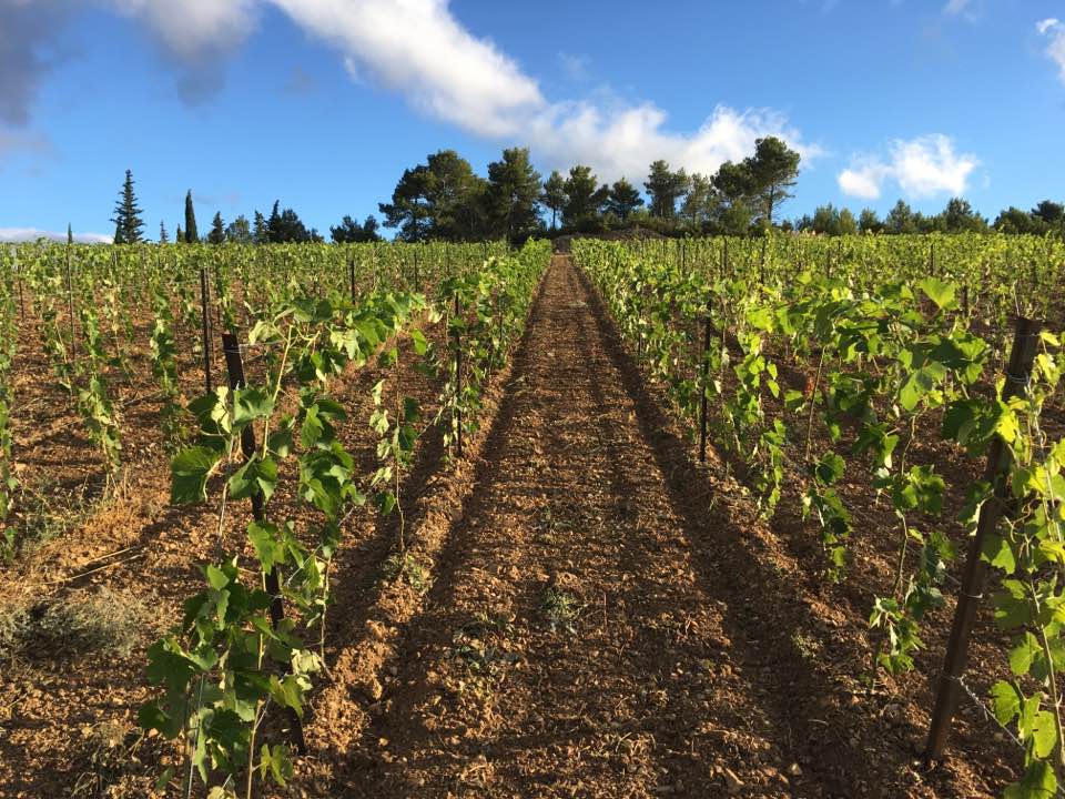 The New Winemaking Region: Occitanie
