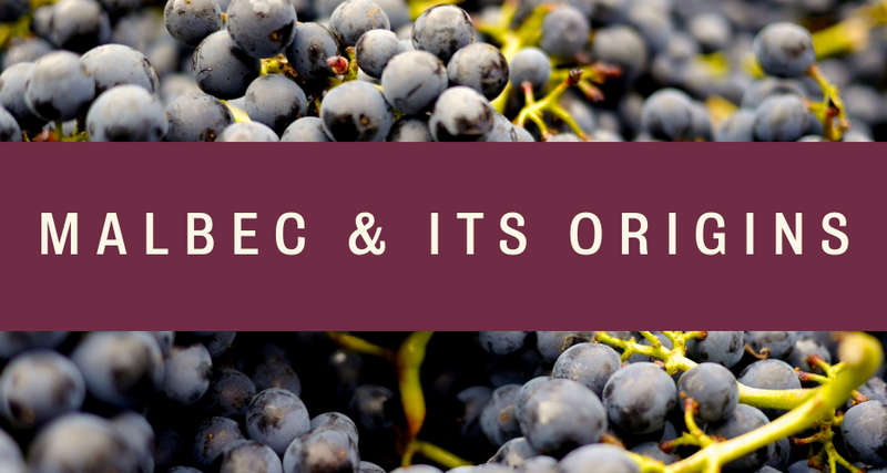Why Is Malbec So Famous And Fashionable? - Pierre Hourlier Wines