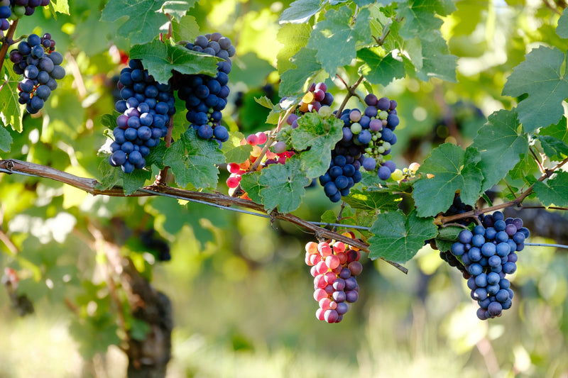 Happy International Grenache Day! - Pierre Hourlier Wines
