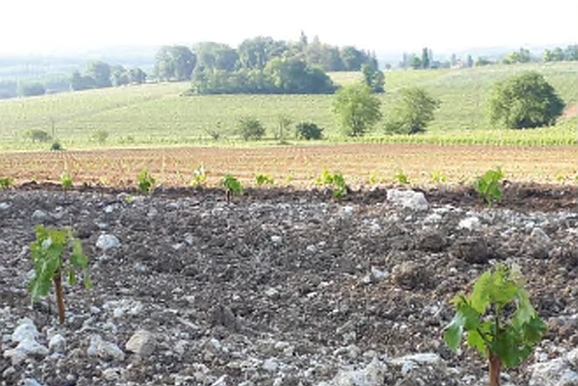 The Grapes of the French Sud-Ouest